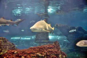 Oceanarium, Barcelona