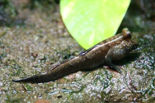 Mudskipper, Planeta Aqua, Aquarium de Barcelona