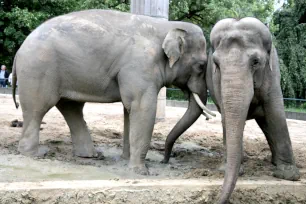 Elephants at the Berlin Zoo