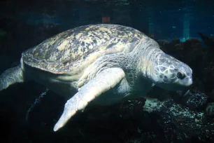 Green Sea Turtle, New England Aquarium