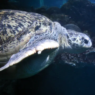 New England Aquarium, Boston