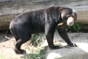 Sun Bear, Lincoln Park Zoo, Chicago