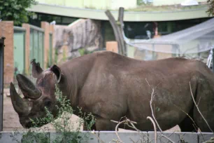 Rhinoceros, Frankfurt zoo