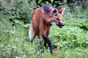 Maned wolf, Frankfurt zoo