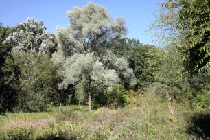 Woodland, Botanical Garden, Frankfurt