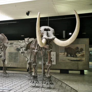 Senckenberg Museum, Frankfurt