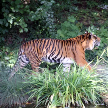 Frankfurt Zoo, Frankfurt