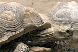 Tortoise, Hong Kong Zoological Garden