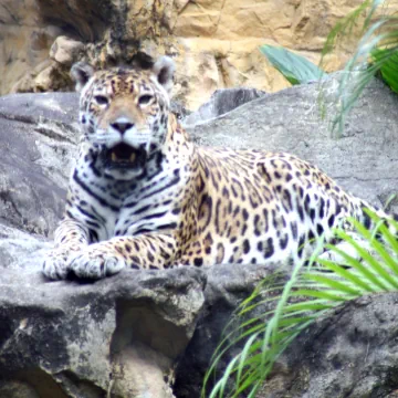 Zoological and Botanical Gardens, Hong Kong