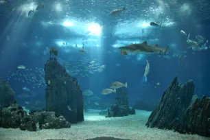 The main tank of the Lisbon Oceanarium