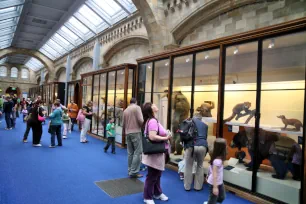 Taxidermied animals exhibit, Natural History Museum, London