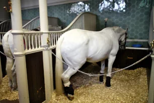 Stables at the Royal Mews in London