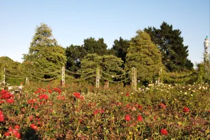 Queen Mary's Gardens, Regent's Park, London