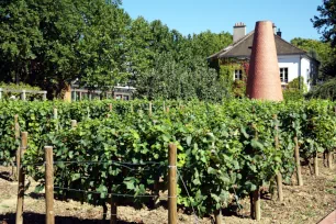 Vineyard, Parc de Barcy