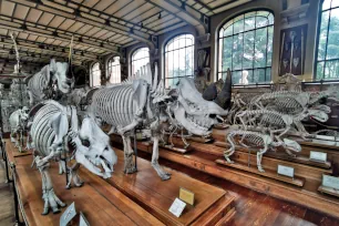 Galeries d'Anatomie comparée et de Paléontologie, Muséum National d'Histoire Naturelle, Paris