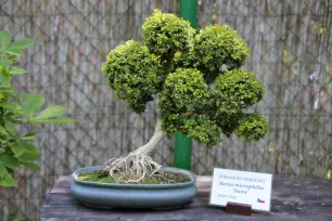 Bonsai Tree in the Troja Botanical Garden, Prague