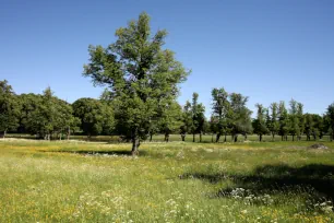 The natural garden in the Drottningholm Park