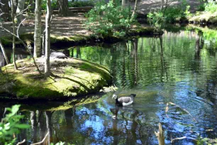 Nature in Skansen, Stockholm