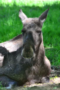 A female elk in Skansen, Stockholm