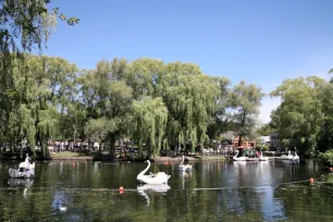 Swan boats, Toronto Islands