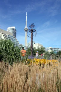 Toronto Music Garden