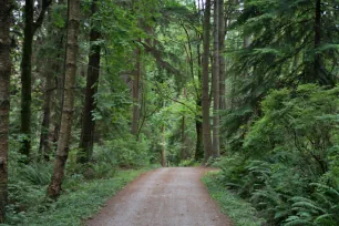 Hiking trail in Stanley Park, Vancouver