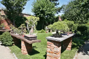 Bonsai trees, Botanical Garden, Vienna