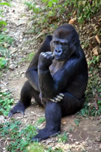 Gorilla at the National Zoo in Washington, DC